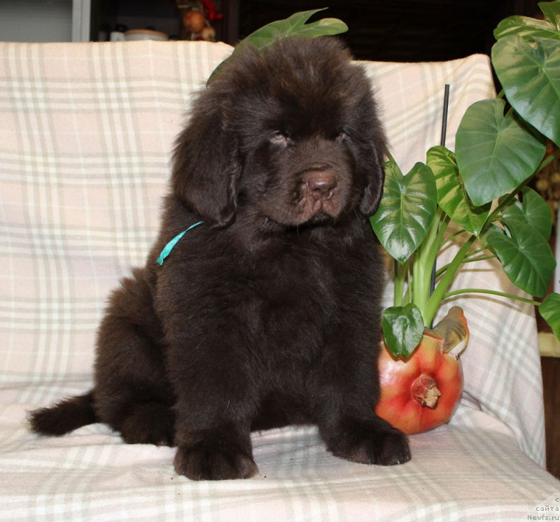 Фотография № 222939