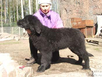 Фото: ньюфаундленд Плюшевая Панда Жорес Пардье