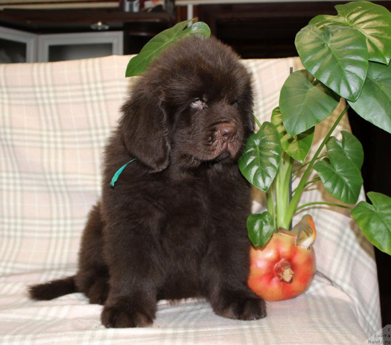 Фото: ньюфаундленд Браунблад  МСК Лион Лаби-Рони (Brownblood MSK Lyon Labi-Roni)