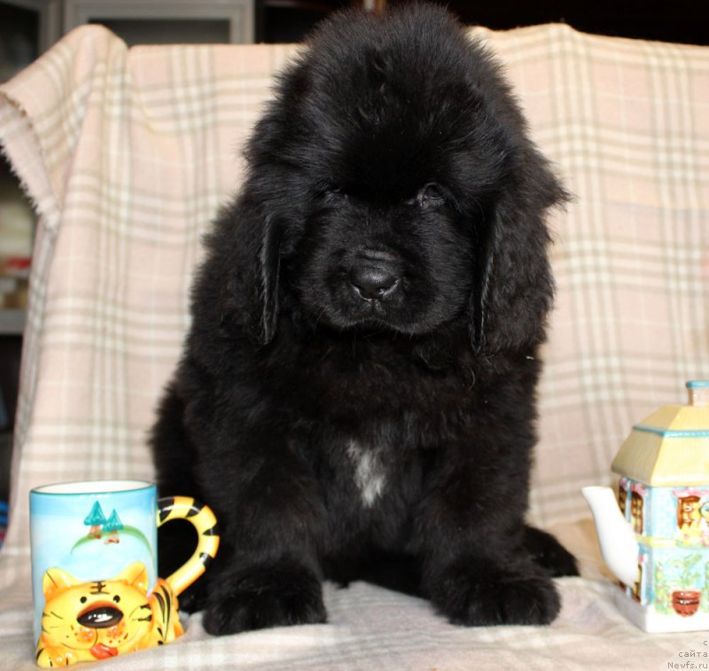 Фотография № 222942