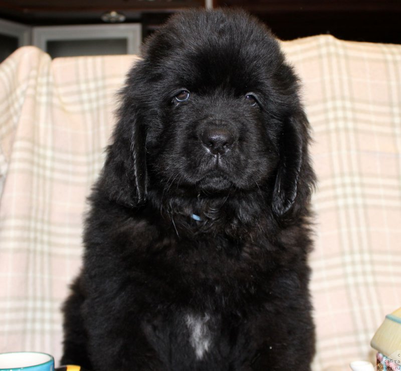 Фотография № 222943