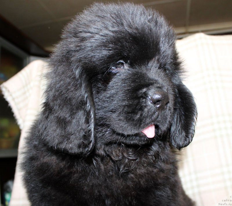 Фотография № 222944