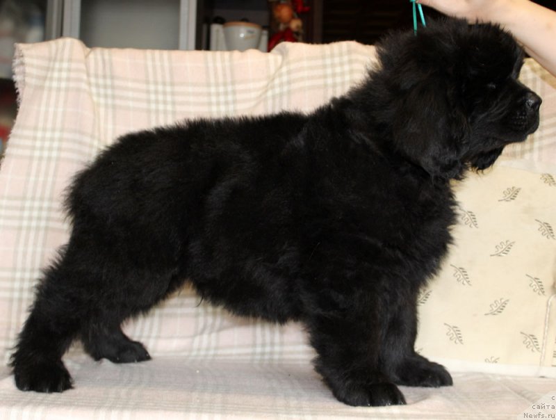 Фотография № 222946