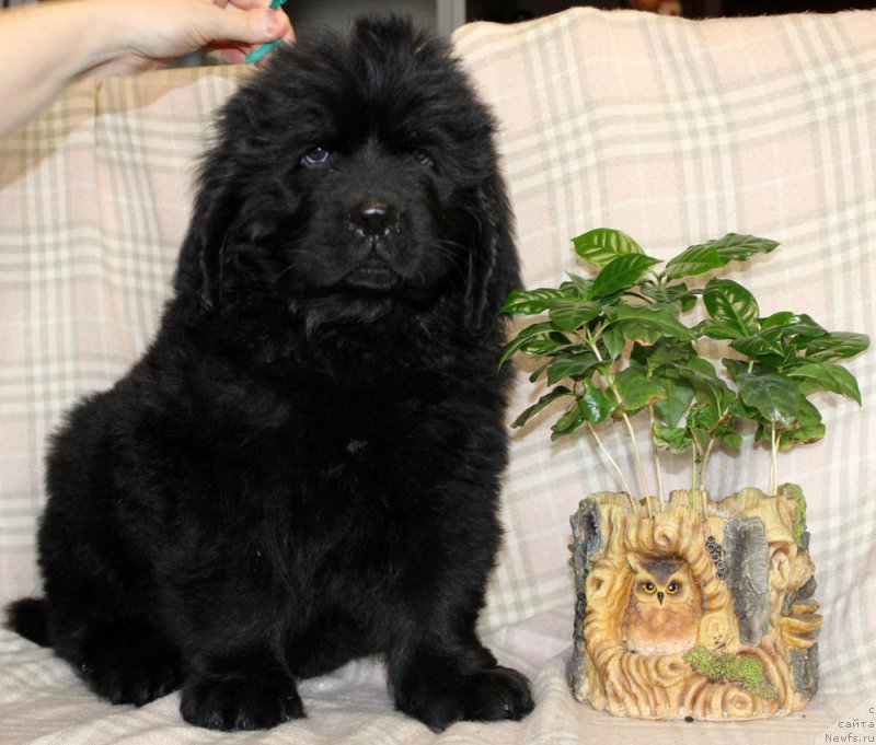 Фотография № 222947