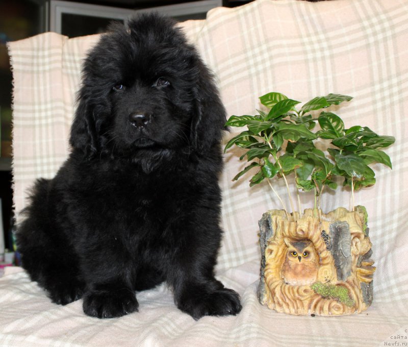 Фотография № 222948