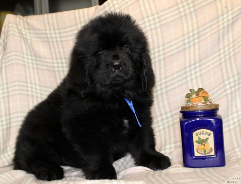 Фотография № 222950