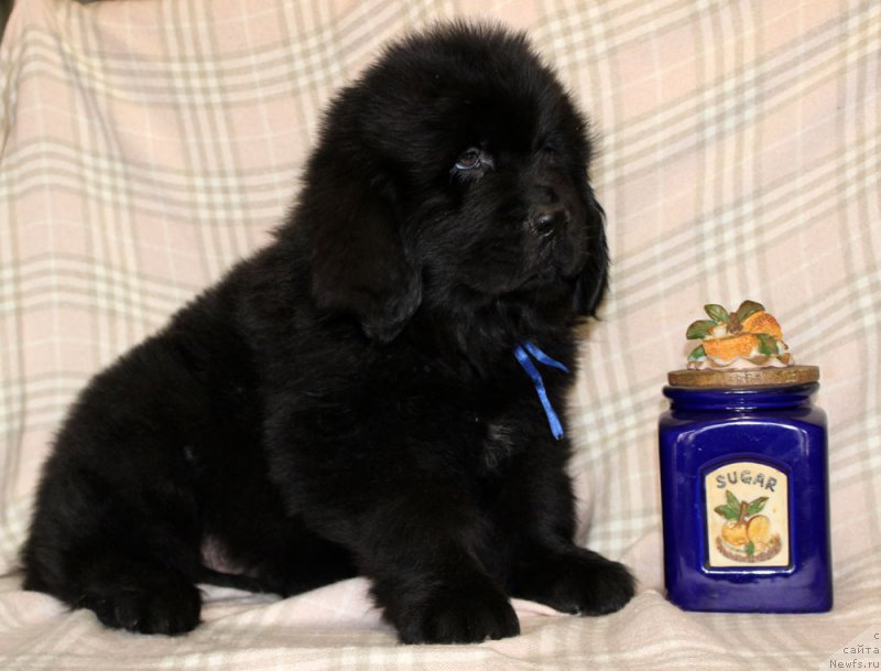 Фотография № 222951