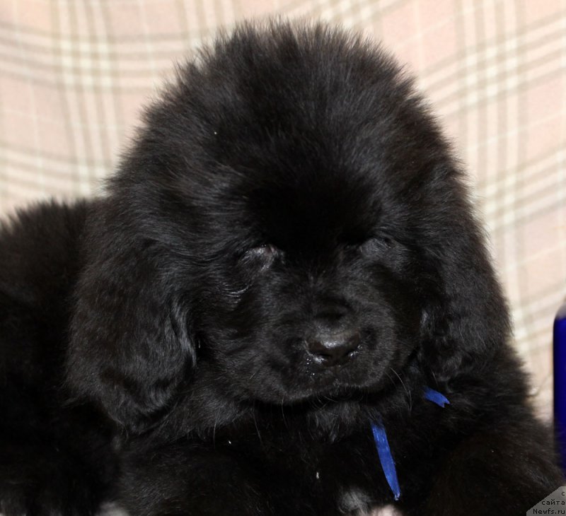 Фотография № 222952