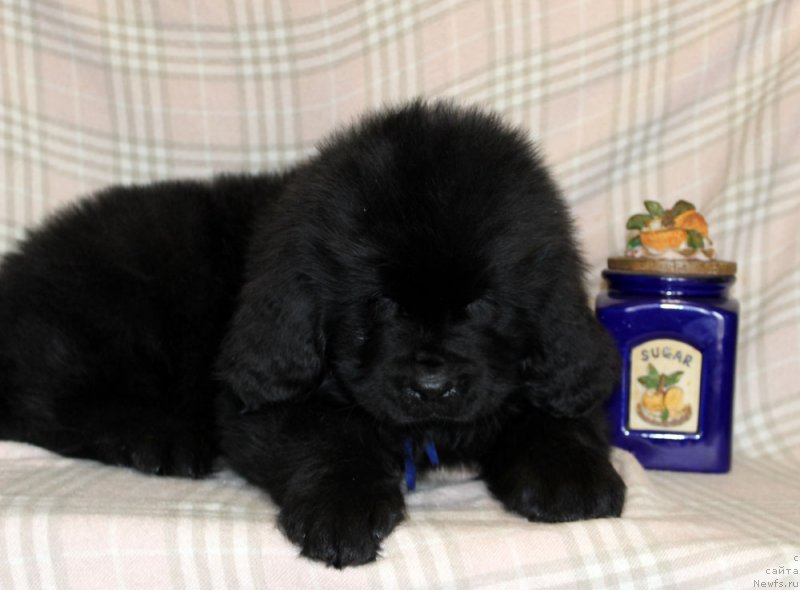 Фото: ньюфаундленд Браунблад МСК Ламберт Амир (Brownblood MSK Lambert Amir)