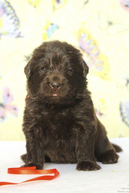 Фотография № 222954