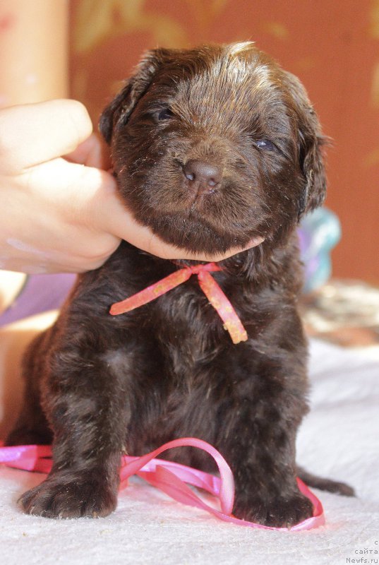 Фотография № 222955