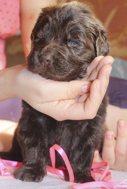 Фотография № 222956