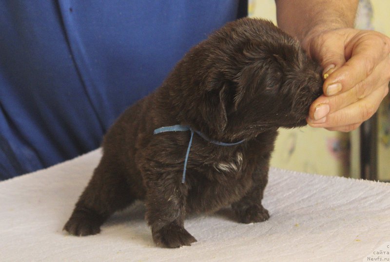 Фотография № 222960