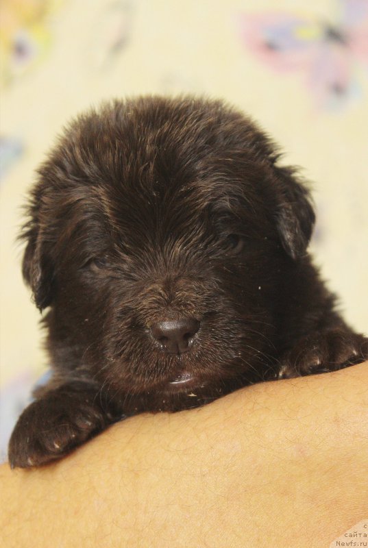 Фотография № 222961