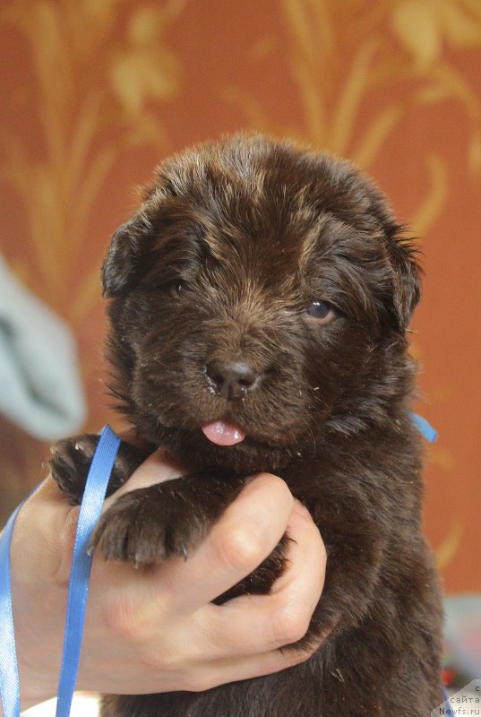 Фотография № 222962