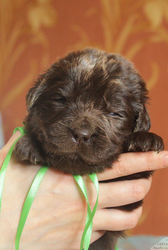 Фотография № 222963