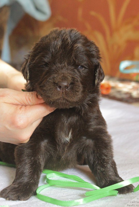 Фотография № 222965