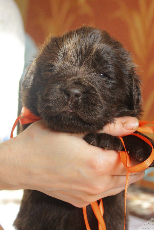 Фотография № 222967