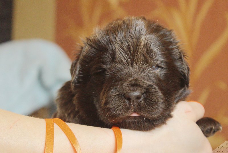 Фотография № 222968