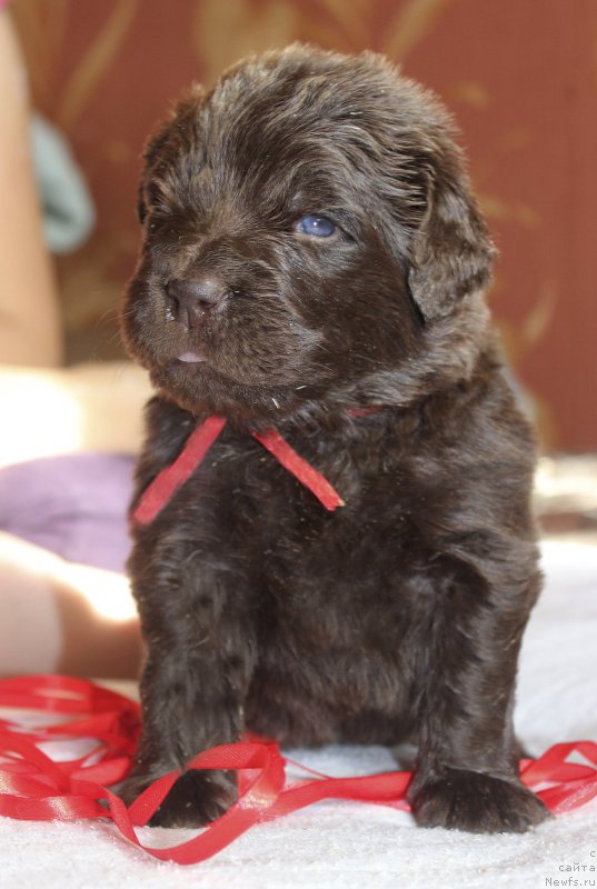 Фотография № 222971