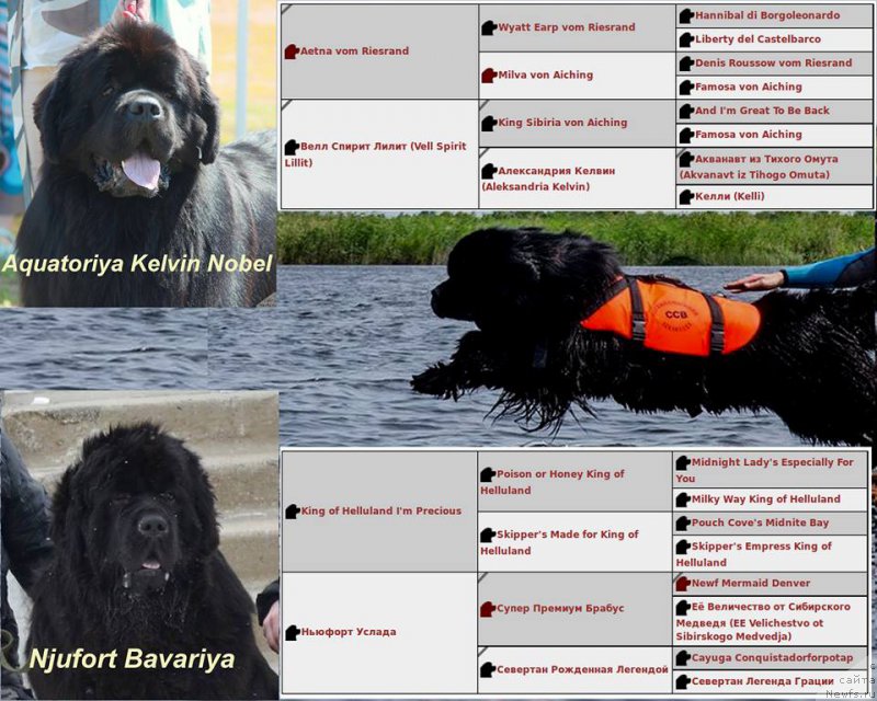 Фото: ньюфаундленд Акватория Келвин Нобель (Aquatoriya Kelvin Nobel)