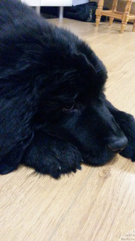 Фото: ньюфаундленд Черный Балу Лорд-Канцлер (Cherniy Balu Lord-Kantsler)
