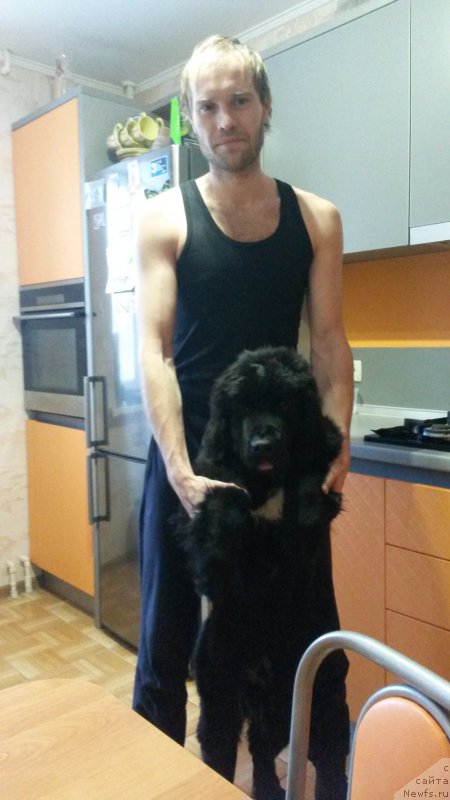 Фото: ньюфаундленд Черный Балу Лорд-Канцлер (Cherniy Balu Lord-Kantsler)