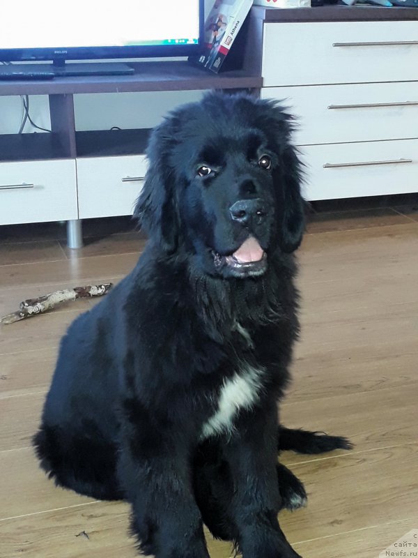 Фото: ньюфаундленд Черный Балу Лорд-Канцлер (Cherniy Balu Lord-Kantsler)