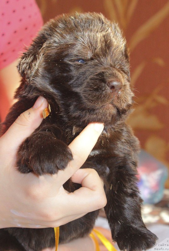 Фотография № 222981