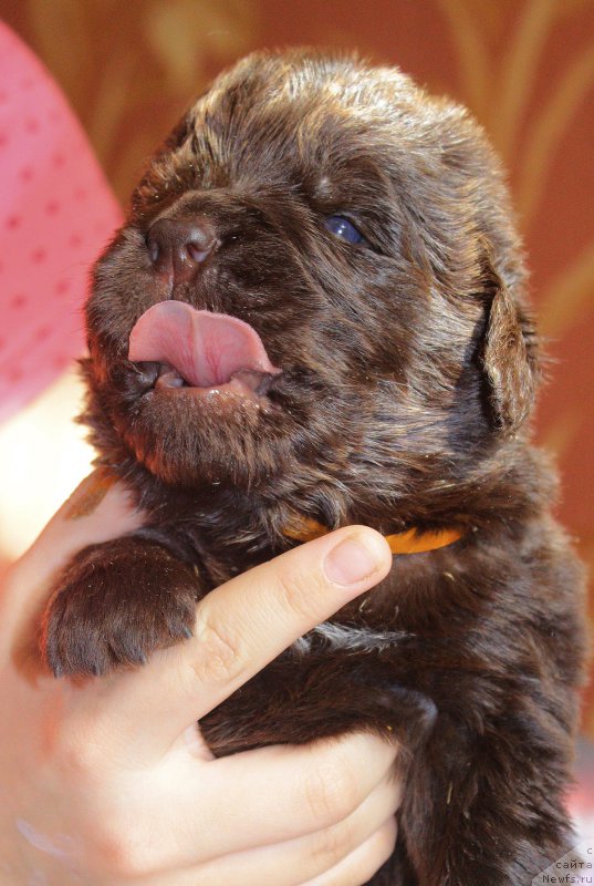 Фотография № 222982