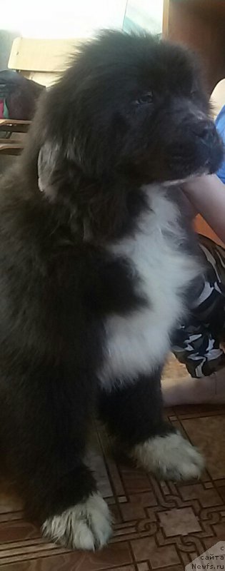 Фото: ньюфаундленд Босси Сладкая Малышка