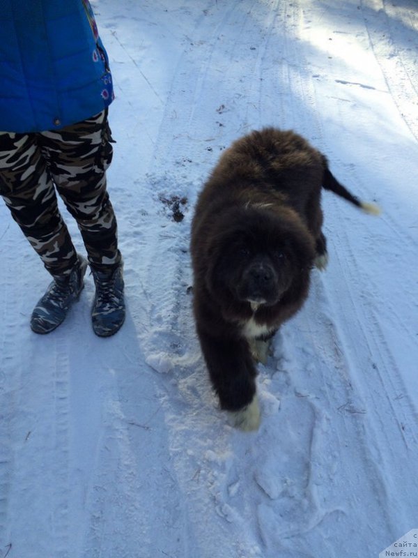 Фото: ньюфаундленд Босси Сладкая Малышка