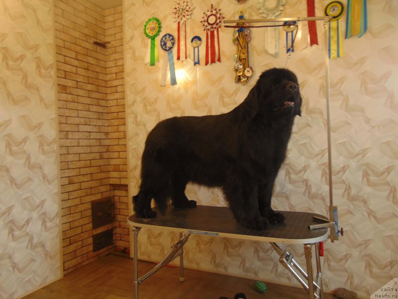 Фото: ньюфаундленд Shelest Sauri Bolshoj Malysh