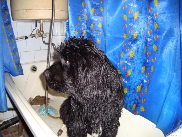 Фото: [p1212]
Буран в отличном настроении.