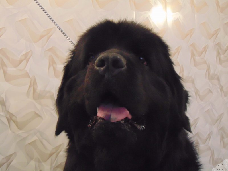 Фото: ньюфаундленд Shelest Sauri Bolshoj Malysh