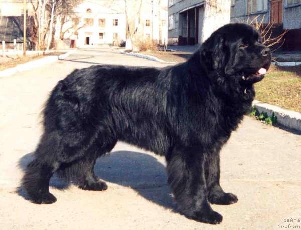 Фото: ньюфаундленд Lene's Black Berry