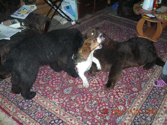 Фото: ньюфаундленд Старди, ньюфаундленд Сент Джонс Круиз (Sent Djons Kruiz)