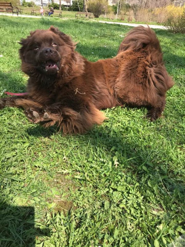 Фото: ньюфаундленд Браунблад МСК Хэппи Тедди (Brownblood MSK Happy Teddy)