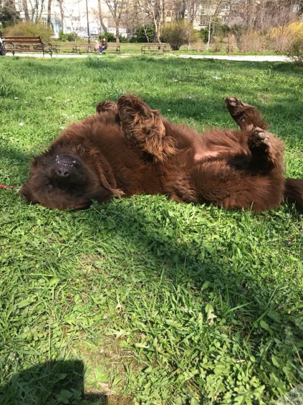 Фото: ньюфаундленд Браунблад МСК Хэппи Тедди (Brownblood MSK Happy Teddy)