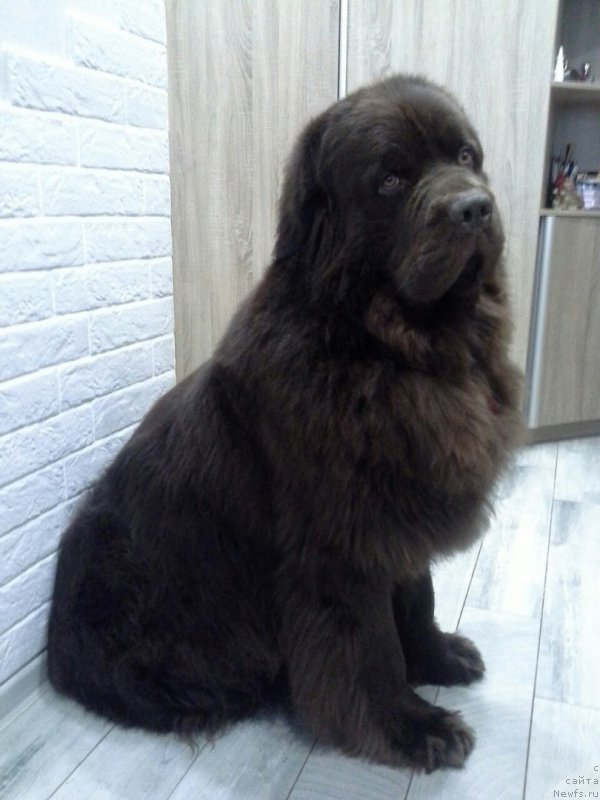 Фото: ньюфаундленд Нэш Соллар Винд