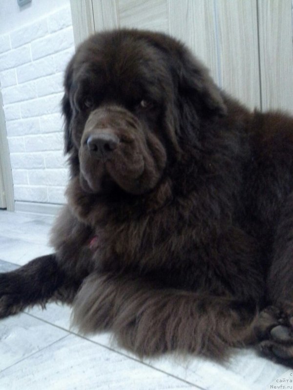 Фото: ньюфаундленд Нэш Соллар Винд