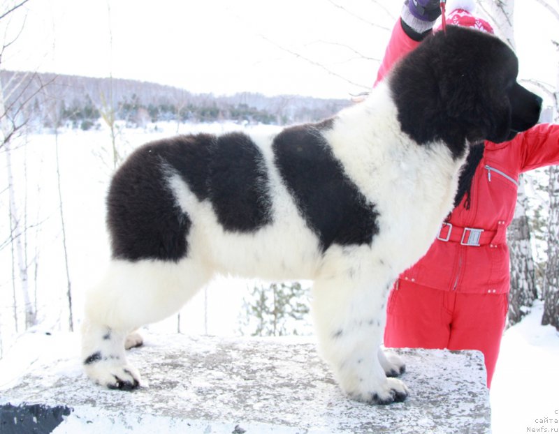 Фото: ньюфаундленд Аквиан Сонг Талисман