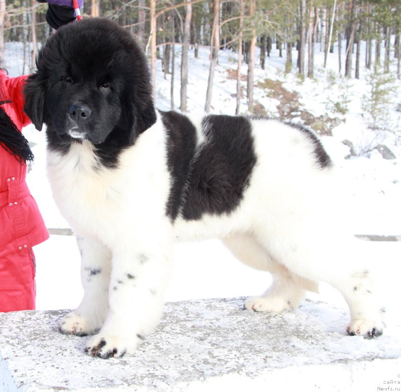 Фото: ньюфаундленд Аквиан Сонг Талисман