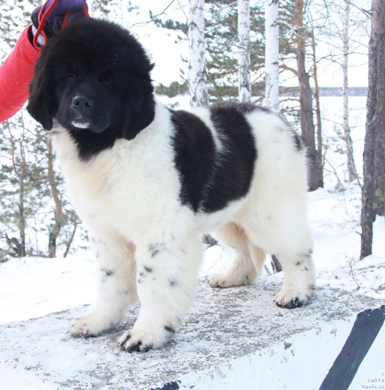 Фото: ньюфаундленд Аквиан Сонг Талисман