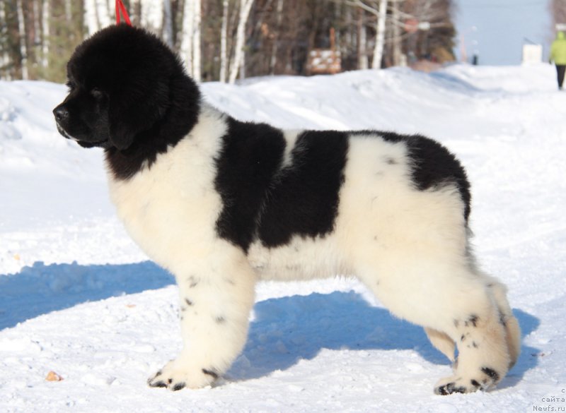 Фото: ньюфаундленд Аквиан Сонг Талисман