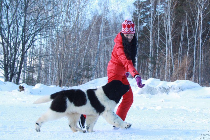 Фото: ньюфаундленд Аквиан Сонг Талисман