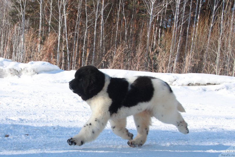Фото: ньюфаундленд Аквиан Сонг Талисман