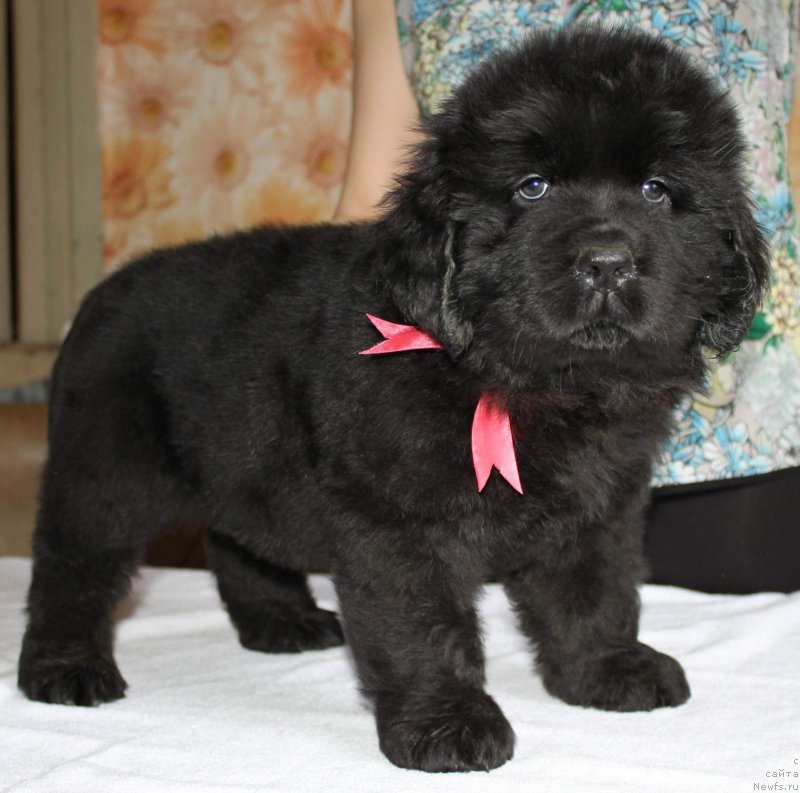 Фото: ньюфаундленд Имиджа Берегиня