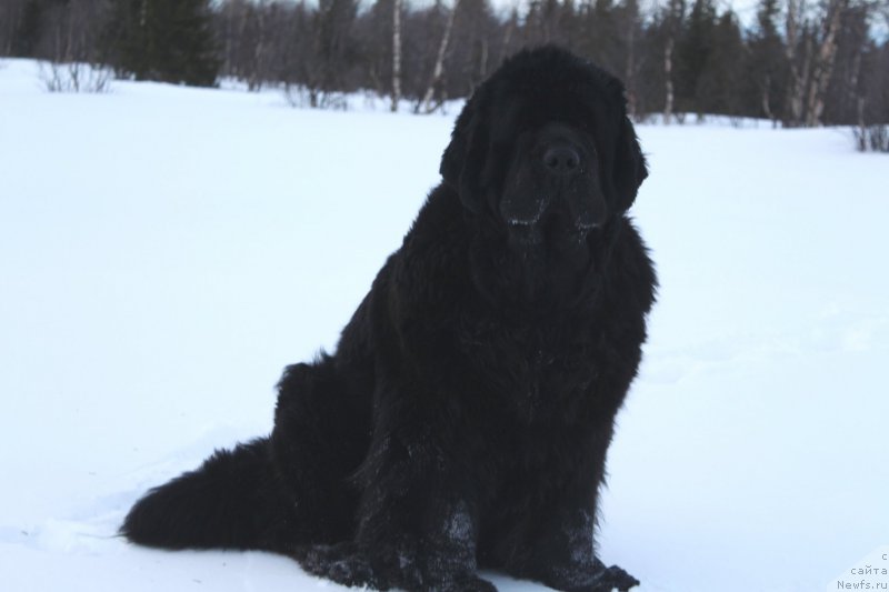 Фото: ньюфаундленд Янтарная Мечта