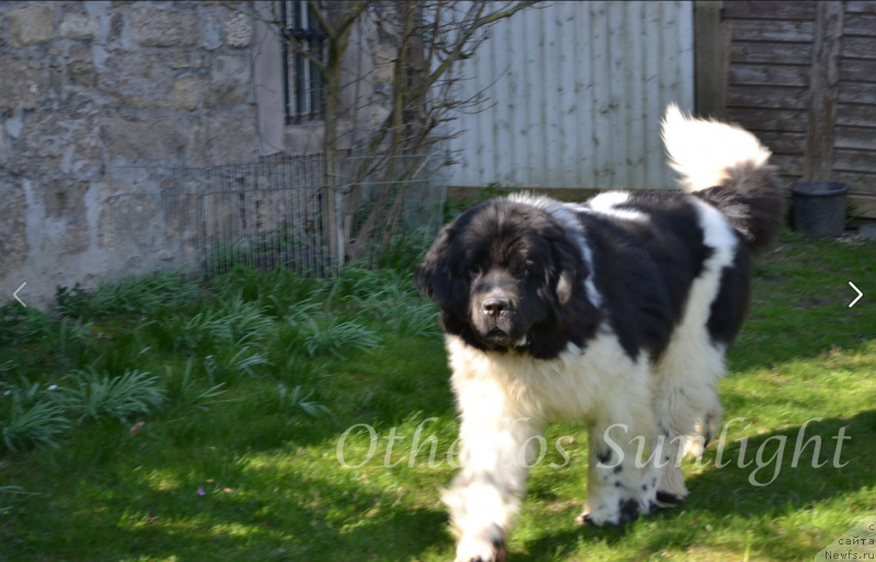 Фото: ньюфаундленд Сент Джонс Уникьюе фор Отхеллос Сунлихт